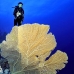 fan_sea_bro_l_e_v_0024_egy0442.jpg